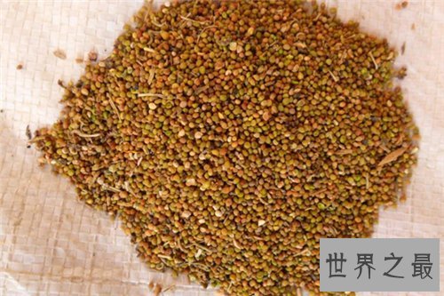 【图】菟丝子的功效与作用 菟丝子有哪些副作用