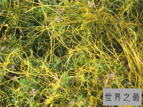 【图】菟丝子的功效与作用 菟丝子有哪些副作用