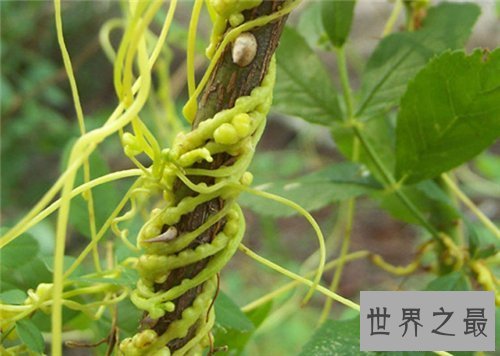 【图】菟丝子的功效与作用 菟丝子有哪些副作用