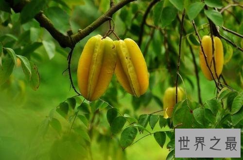 【图】杨桃的功效和作用，生晋安侯官县，似南方橄榄