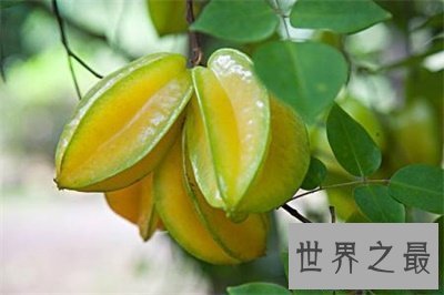 【图】拥有着看着都垂涎欲滴的外貌的水果 杨桃