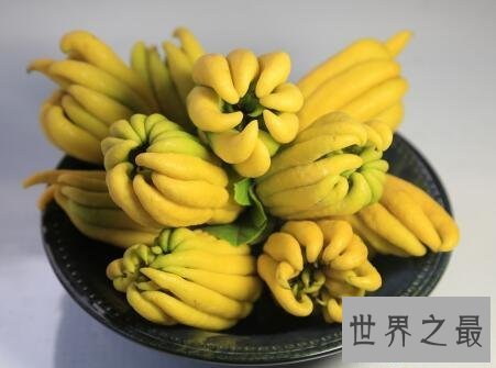 【图】佛手柑你见过这个长得很神奇很有意思的植物么