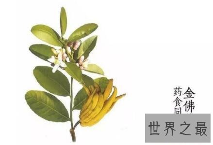 【图】佛手柑你见过这个长得很神奇很有意思的植物么