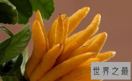 【图】佛手柑你见过这个长得很神奇很有意思的植物么