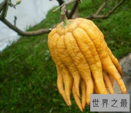 【图】佛手柑你见过这个长得很神奇很有意思的植物么