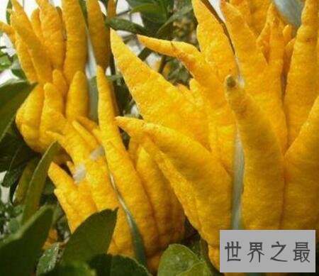 【图】佛手柑你见过这个长得很神奇很有意思的植物么