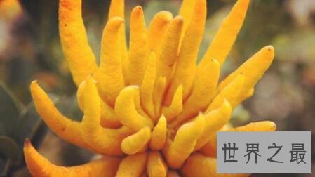 【图】佛手柑你见过这个长得很神奇很有意思的植物么