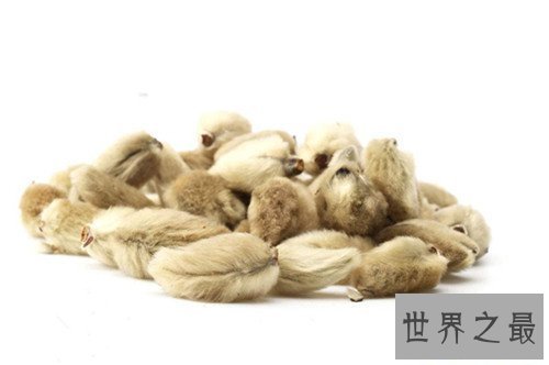 【图】辛夷花的作用和功效介绍 辛夷花怎么食用