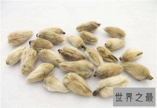 【图】辛夷花的作用和功效介绍 辛夷花怎么食用