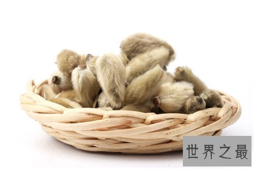 【图】辛夷花的作用和功效介绍 辛夷花怎么食用