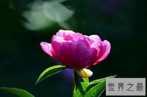 【图】芍药，白者名金芍药，赤者名木芍药，他的功效