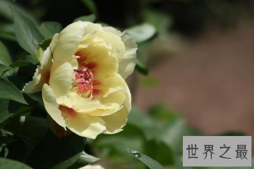 【图】芍药，白者名金芍药，赤者名木芍药，他的功效