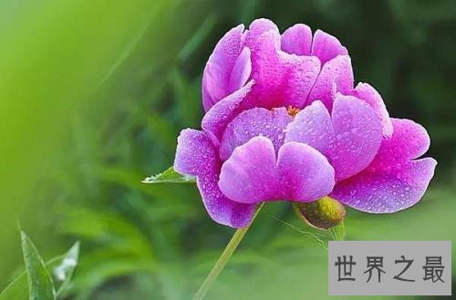 【图】芍药，白者名金芍药，赤者名木芍药，他的功效