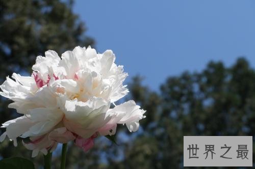 【图】芍药，白者名金芍药，赤者名木芍药，他的功效