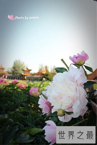 【图】芍药，白者名金芍药，赤者名木芍药，他的功效