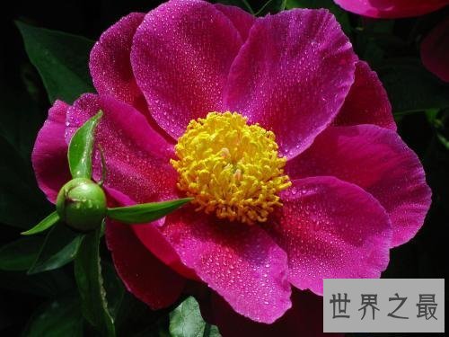 【图】芍药，白者名金芍药，赤者名木芍药，他的功效