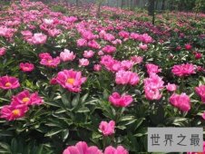 【图】芍药，白者名金芍药，赤者名木芍药，他的功效