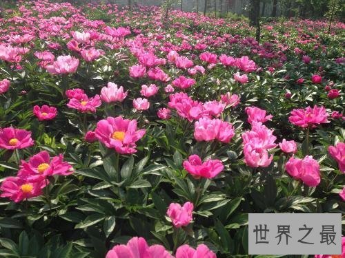 【图】芍药，白者名金芍药，赤者名木芍药，他的功效