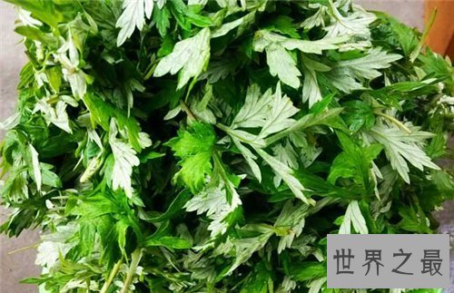 【图】艾叶的功效与作用 艾叶泡脚有什么好处