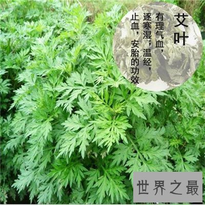 【图】艾叶的功效与作用 艾叶泡脚有什么好处