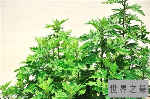 【图】艾叶的功效与作用 艾叶泡脚有什么好处