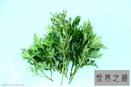 【图】艾叶的功效与作用 艾叶泡脚有什么好处