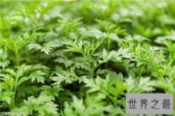 【图】艾叶的功效与作用 艾叶泡脚有什么好处
