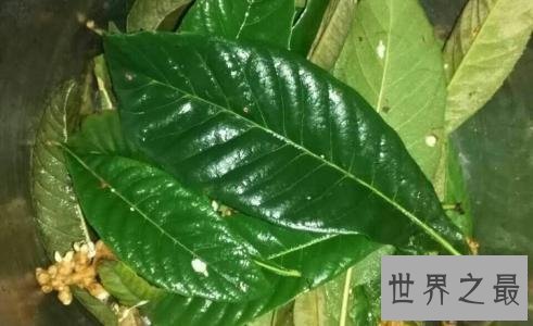 【图】枇杷，“忽闻水上琵琶声，主人忘归客不发”，