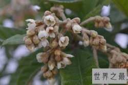 【图】枇杷，“忽闻水上琵琶声，主人忘归客不发”，