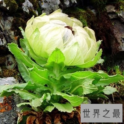 【图】天山雪莲的功效与作用，一篇文章来告诉你