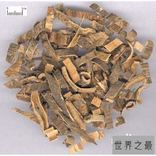 【图】这里有你想要了解的合欢皮的功效与作用