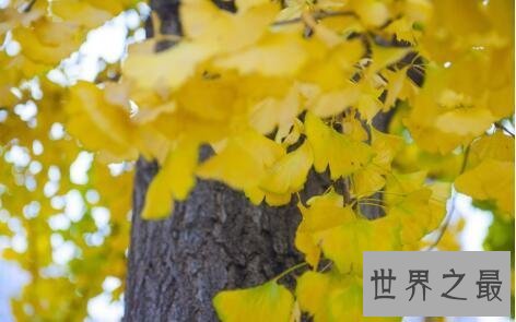 【图】银杏果的作用你知道那个臭臭的果子是一位中药