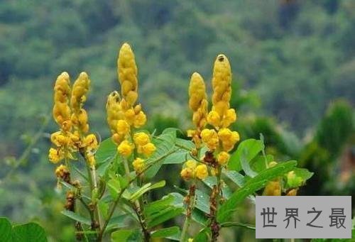 【图】决明子的作用和功效，我素有清热降火的功效，