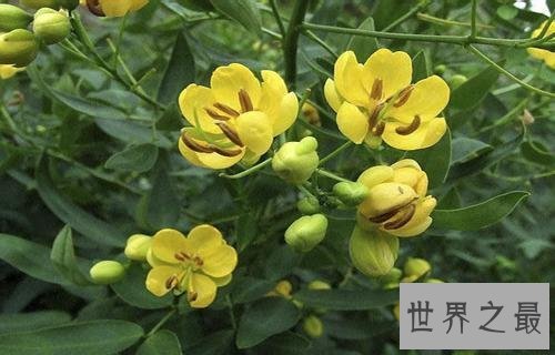 【图】决明子的作用和功效，我素有清热降火的功效，