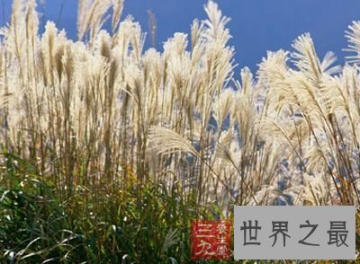 【图】夏日养生良品芦根的功效和作用