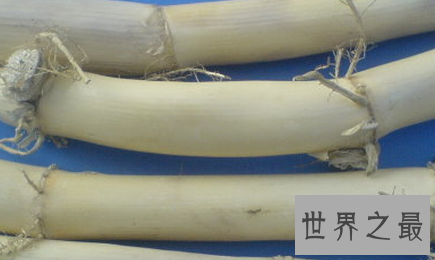 【图】夏日养生良品芦根的功效和作用