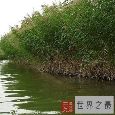 【图】夏日养生良品芦根的功效和作用