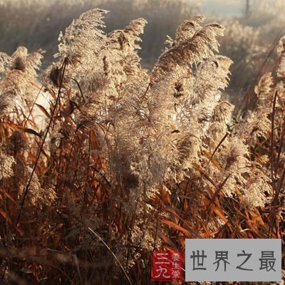 【图】夏日养生良品芦根的功效和作用