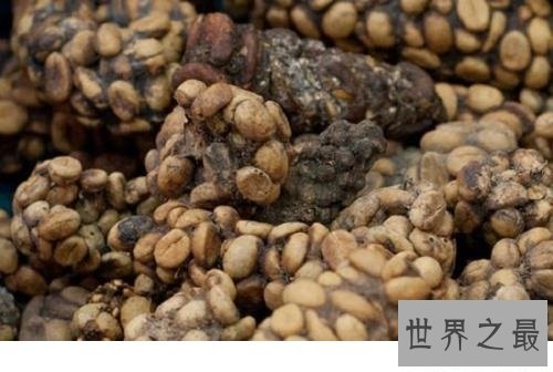 【图】大家知道猫屎咖啡的由来吗啊？今天来告诉你