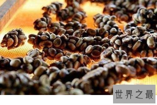 【图】大家知道猫屎咖啡的由来吗啊？今天来告诉你