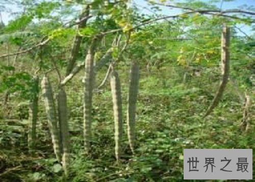 【图】辣木籽，辣木籽的功效，辣木籽对皮肤好吗，可