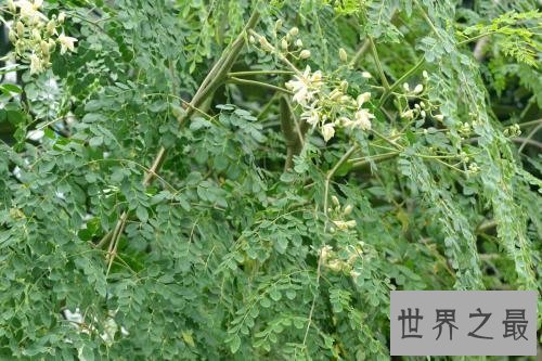 【图】辣木籽，辣木籽的功效，辣木籽对皮肤好吗，可