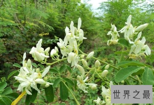 【图】辣木籽，辣木籽的功效，辣木籽对皮肤好吗，可