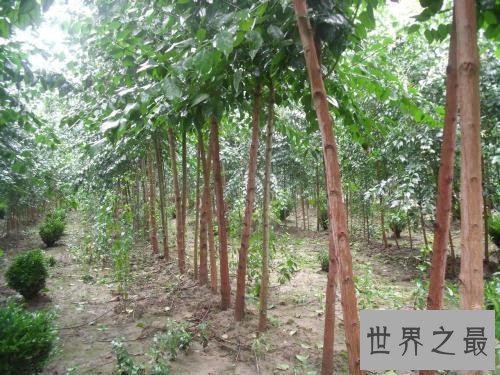 【图】辣木籽，辣木籽的功效，辣木籽对皮肤好吗，可