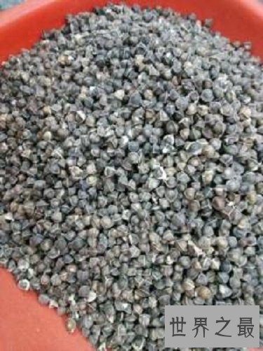 【图】辣木籽，辣木籽的功效，辣木籽对皮肤好吗，可