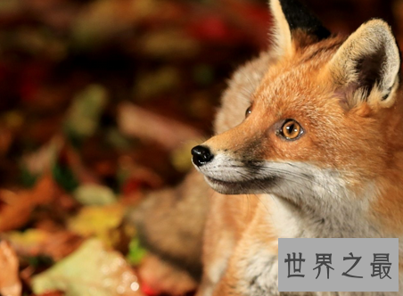 【图】高清全屏的电脑桌面壁纸你一定不能错过的壁纸