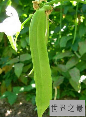 【图】刀豆的做法学会了这一招且对多吃好几碗饭