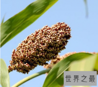 【图】高粱米的功效与作用 你知道它的最佳食用方法和