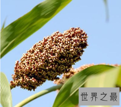 【图】高粱米的功效与作用 你知道它的最佳食用方法和