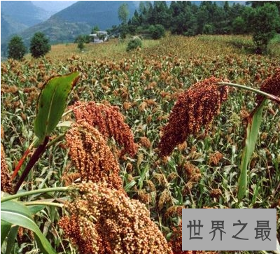 【图】高粱米的功效与作用 你知道它的最佳食用方法和